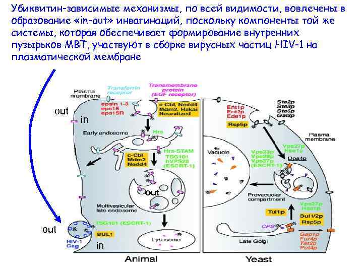 Убиквитин-зависимые механизмы, по всей видимости, вовлечены в образование «in-out» инвагинаций, поскольку компоненты той же