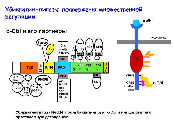 Убиквитин-лигазы подвержены множественной регуляции EGF c-Cbl и его партнеры membrane Sprouty Src ТКВ 323