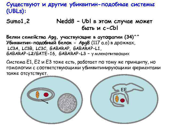 Существуют и другие убиквитин-подобные системы (UBLs): Sumo 1, 2 Nedd 8 – Ubl в