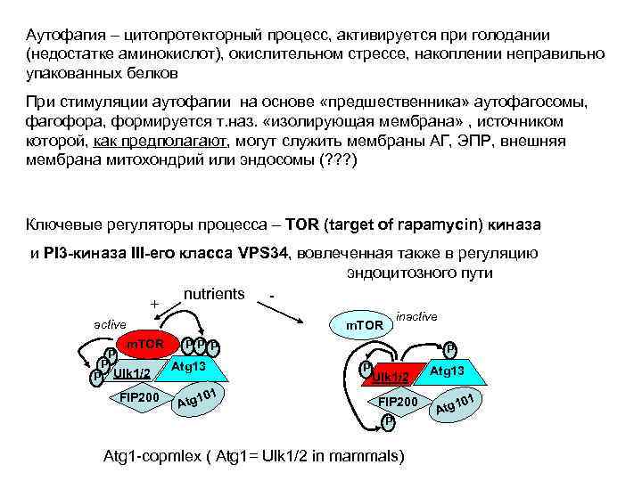 Аутофагия – цитопротекторный процесс, активируется при голодании (недостатке аминокислот), окислительном стрессе, накоплении неправильно упакованных