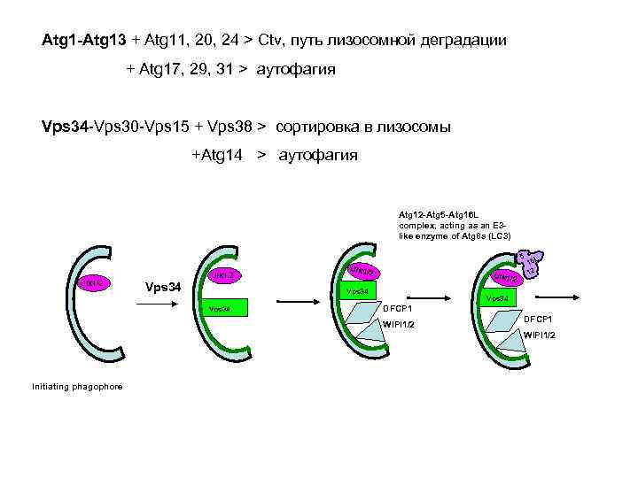 Atg 1 -Atg 13 + Atg 11, 20, 24 > Ctv, путь лизосомной деградации