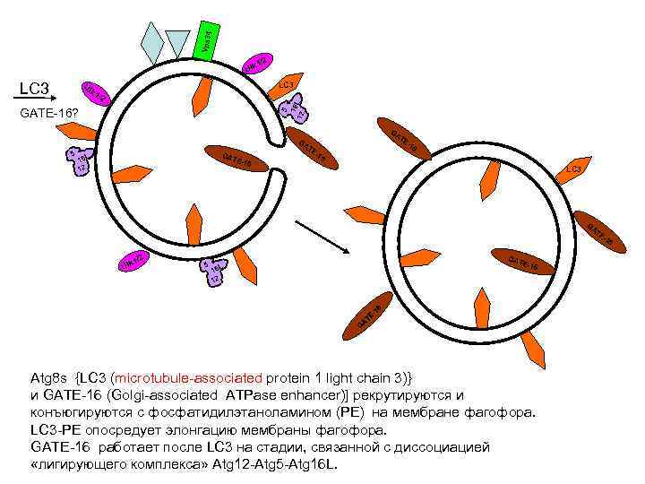 4 Vps 3 1/2 Ulk LC 3 Ul LC 3 k 1 5 16