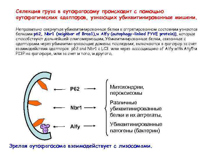 Селекция груза в аутофагосому происходит с помощью аутофагических адапторов, узнающих убиквитинированные мишени. Неправильно свернутые