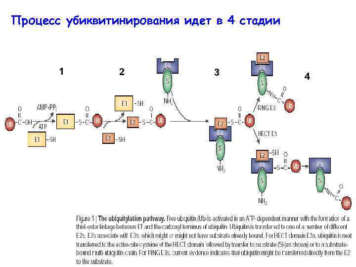 Процесс убиквитинирования идет в 4 стадии 1 2 3 4 