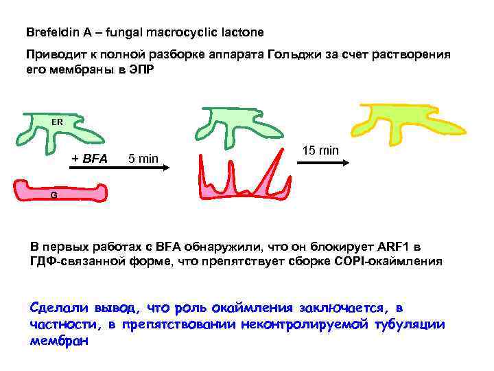 Brefeldin A – fungal macrocyclic lactone Приводит к полной разборке аппарата Гольджи за счет