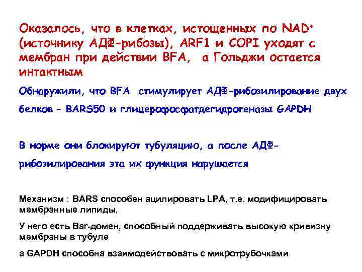 Оказалось, что в клетках, истощенных по NAD+ (источнику АДФ-рибозы), ARF 1 и COPI уходят