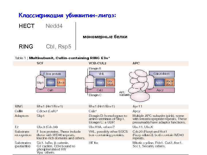 Классификация убиквитин-лигаз: HECT Nedd 4 мономерные белки RING Cbl, Rsp 5 