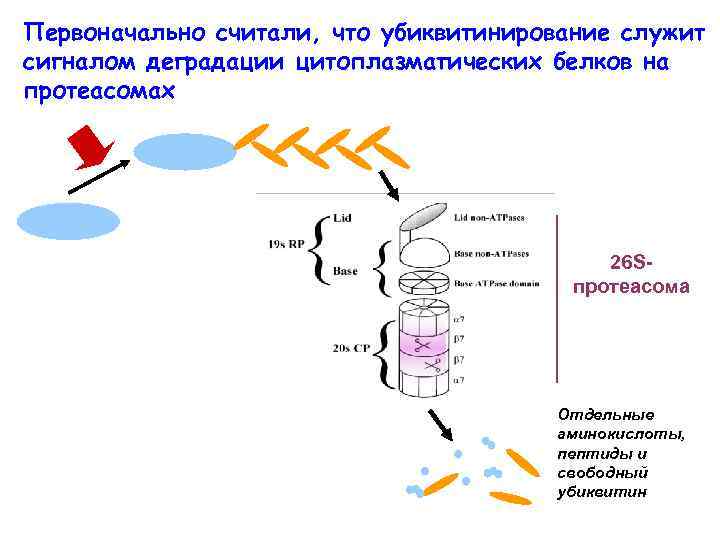 Первоначально считали, что убиквитинирование служит сигналом деградации цитоплазматических белков на протеасомах 26 Sпротеасома Отдельные