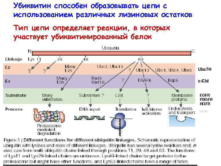 Убиквитин способен образовывать цепи с использованием различных лизиновых остатков Тип цепи определяет реакции, в