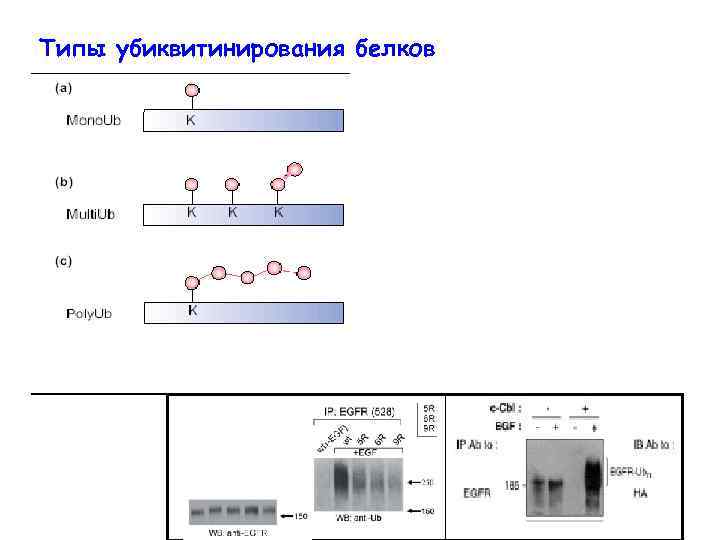 Типы убиквитинирования белков Accessory proteins Cargo proteins ? 