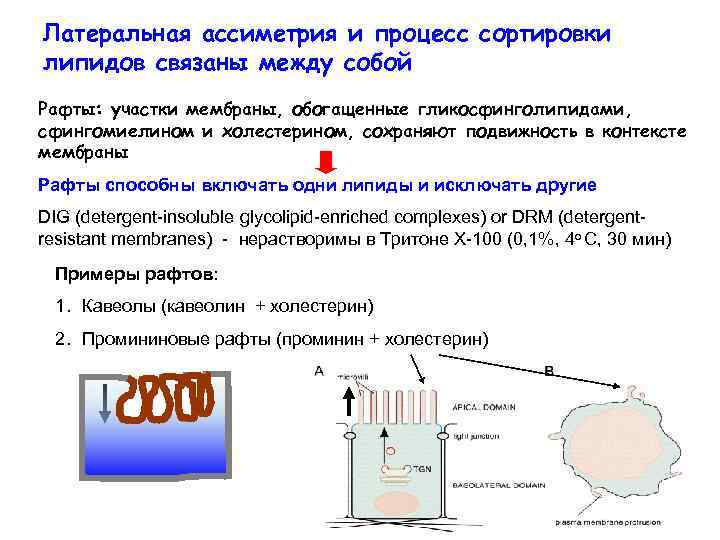 Латеральная ассиметрия и процесс сортировки липидов связаны между собой Рафты: участки мембраны, обогащенные гликосфинголипидами,