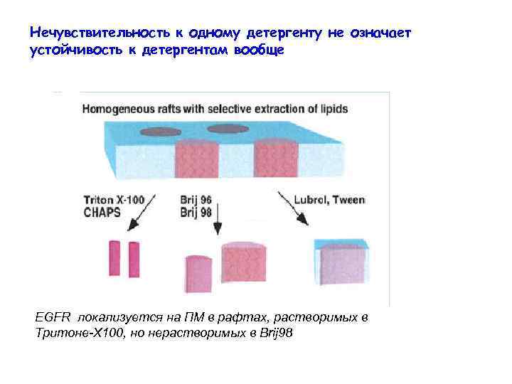 Нечувствительность к одному детергенту не означает устойчивость к детергентам вообще EGFR локализуется на ПМ