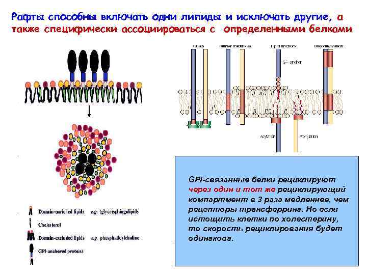 Рафты способны включать одни липиды и исключать другие, а также специфически ассоциироваться с определенными