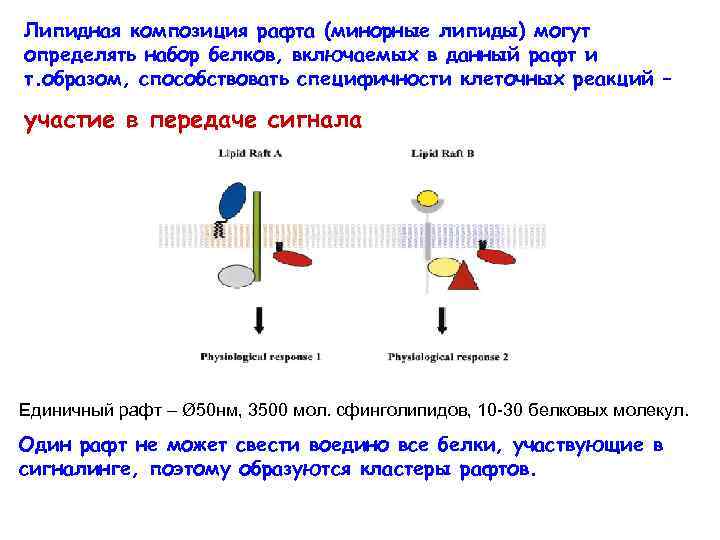 Липидная композиция рафта (минорные липиды) могут определять набор белков, включаемых в данный рафт и