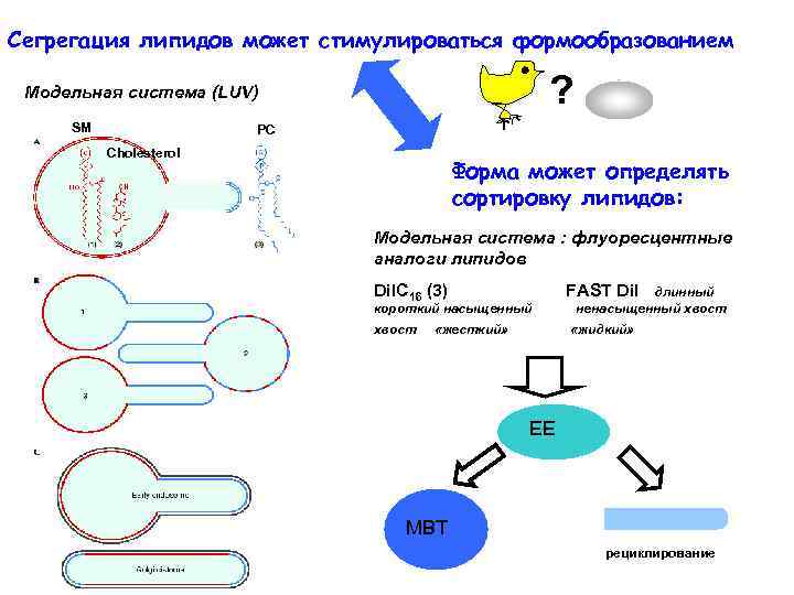 Сегрегация липидов может стимулироваться формообразованием ? Модельная система (LUV) SM PC Cholesterol Форма может