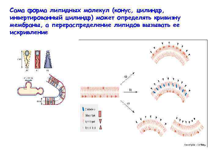 Сама форма липидных молекул (конус, цилиндр, инвертированный цилиндр) может определять кривизну мембраны, а перераспределение