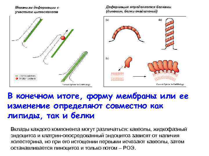 Механизм деформации с участием цитоскелета Деформация определяется белками (динамин, белки окаймлений) В конечном итоге,