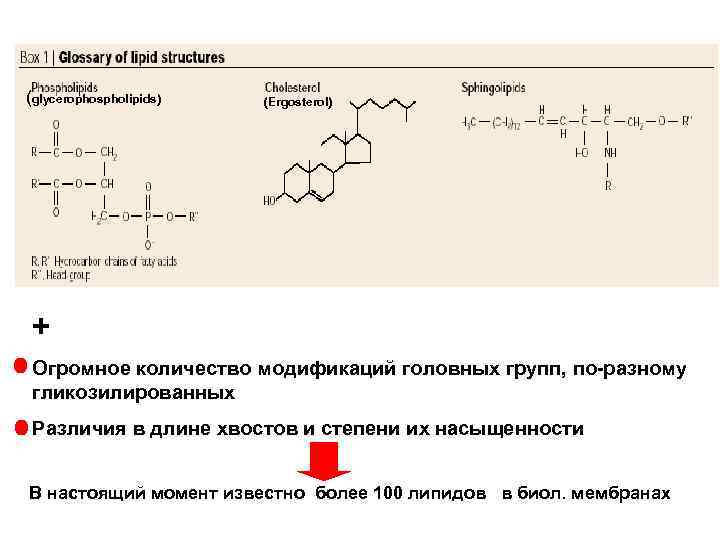 (glycerophospholipids) (Ergosterol) + Огромное количество модификаций головных групп, по-разному гликозилированных Различия в длине хвостов