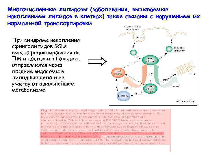Многочисленные липидозы (заболевания, вызываемые накоплением липидов в клетках) также связаны с нарушением их нормальной