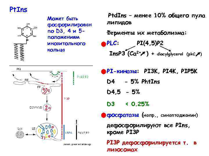 Pt. Ins OH Может быть фосфорилирован по D 3, 4 и 5 положениям инозитольного
