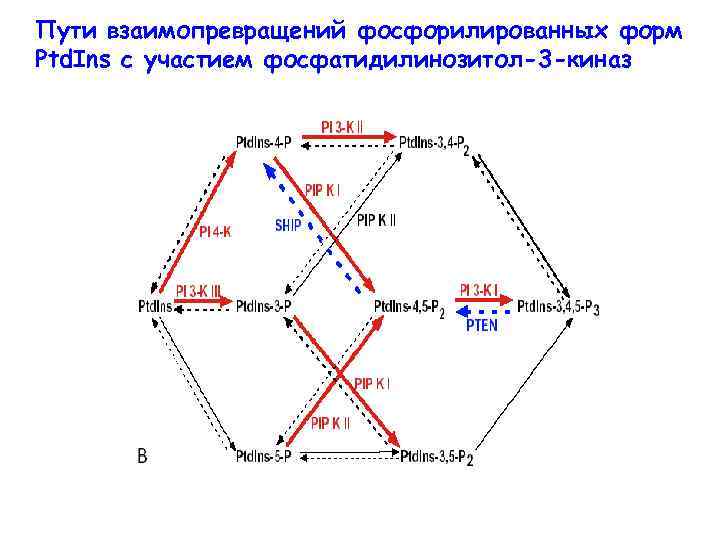 Пути взаимопревращений фосфорилированных форм Ptd. Ins с участием фосфатидилинозитол-3 -киназ 