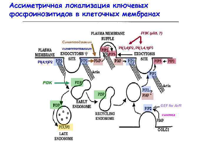 Ассиметричная локализация ключевых фосфоинозитидов в клеточных мембранах PI 3 K (p 85, ? )