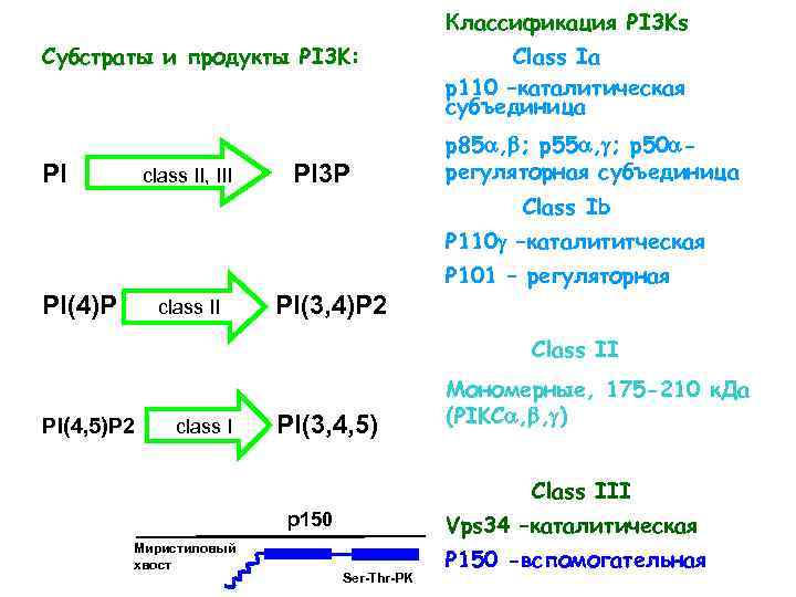 Классификация PI 3 Ks Субстраты и продукты PI 3 K: PI class II, III