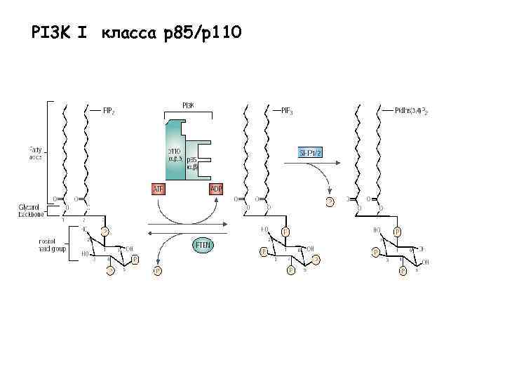 PI 3 K I класса p 85/p 110 