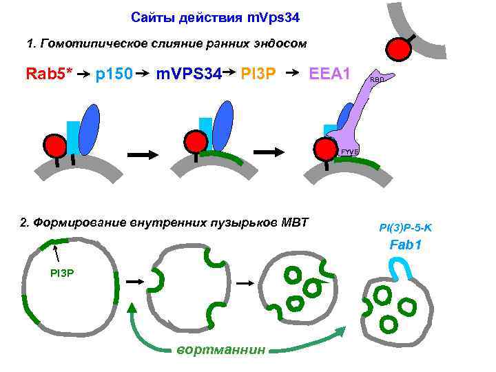 Сайты действия m. Vps 34 1. Гомотипическое слияние ранних эндосом Rab 5* p 150