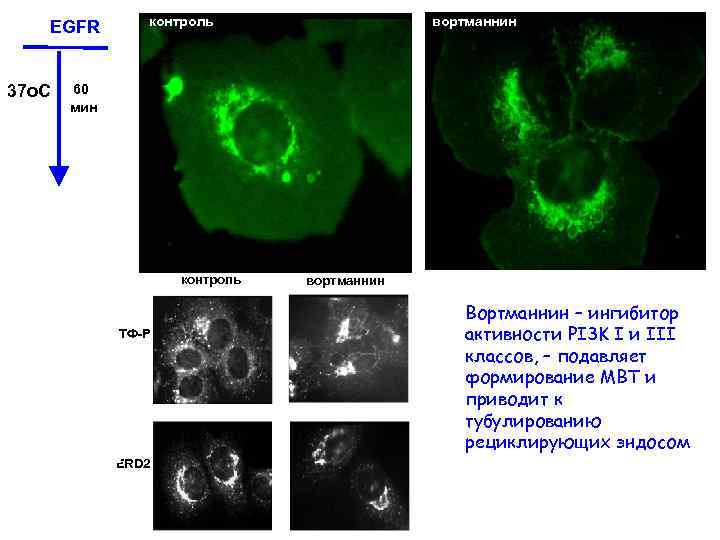 EGFR 37 o. C контроль вортманнин 60 мин контроль ТФ-Р ERD 2 вортманнин Вортманнин
