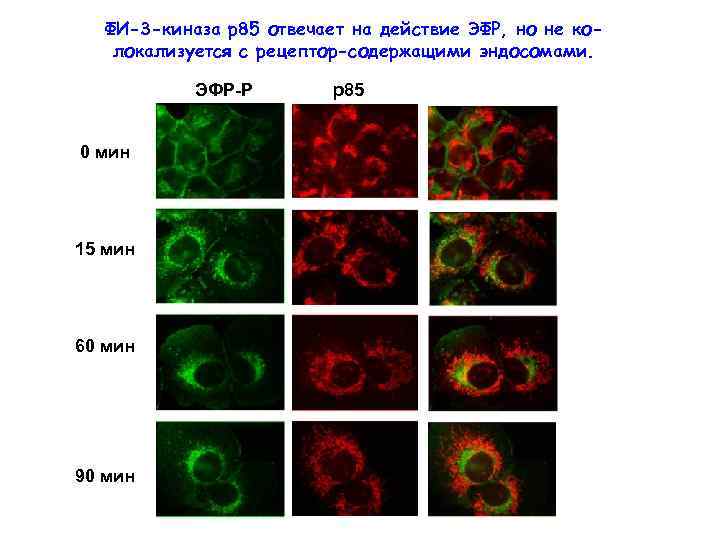 ФИ-3 -киназа р85 отвечает на действие ЭФР, но не колокализуется с рецептор-содержащими эндосомами. ЭФР-Р
