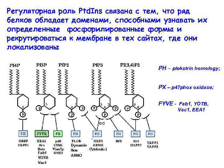 Регуляторная роль Ptd. Ins связана с тем, что ряд белков обладает доменами, способными узнавать