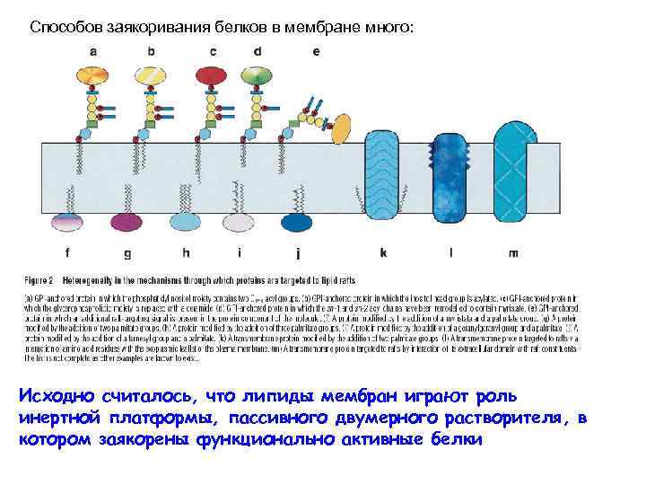 Способов заякоривания белков в мембране много: Исходно считалось, что липиды мембран играют роль инертной