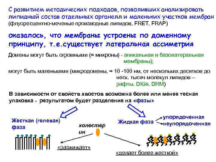 С развитием методических подходов, позволивших анализировать липидный состав отдельных органелл и маленьких участков мембран
