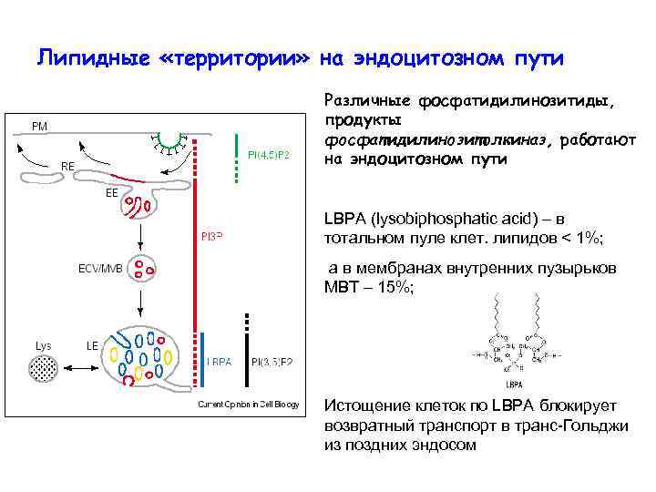 Липидные «территории» на эндоцитозном пути Различные фосфатидилинозитиды, продукты фосфатидилинозитолкиназ, работают на эндоцитозном пути LBPA