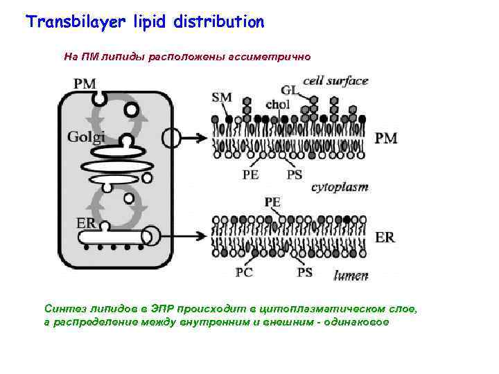 Transbilayer lipid distribution На ПМ липиды расположены ассиметрично Синтез липидов в ЭПР происходит в