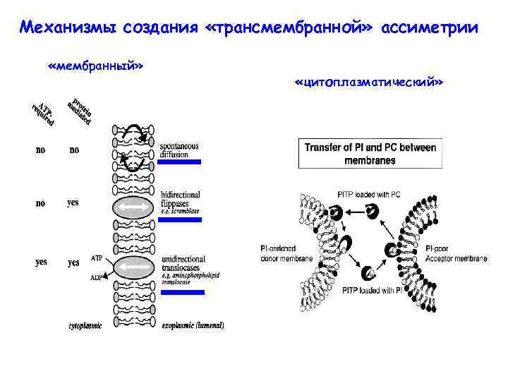 Механизмы создания «трансмембранной» ассиметрии «мембранный» «цитоплазматический» 