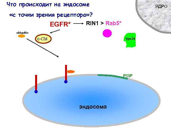Что происходит на эндосоме ЯДРО «с точки зрения рецептора» ? EGFR* RIN 1 >