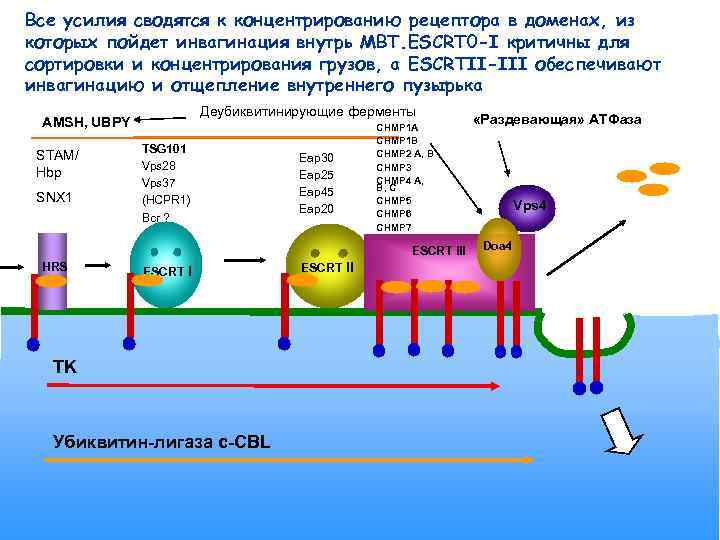 Все усилия сводятся к концентрированию рецептора в доменах, из которых пойдет инвагинация внутрь МВТ.