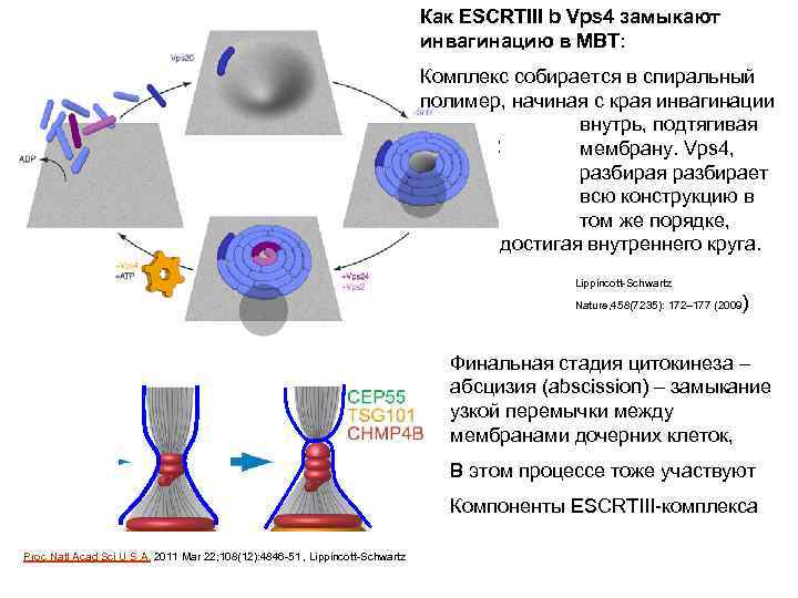 Как ESCRTIII b Vps 4 замыкают инвагинацию в МВТ: Комплекс собирается в спиральный полимер,