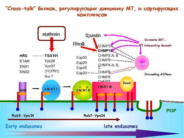 “Cross-talk” белков, регулирующих динамику МТ, и сортирующих комплексов stathmin Spastin Rho. B HRS STAM