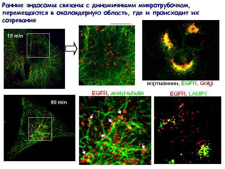 Ранние эндосомы связаны с динамичными микротрубочкам, перемещаются в околоядерную область, где и происходит их
