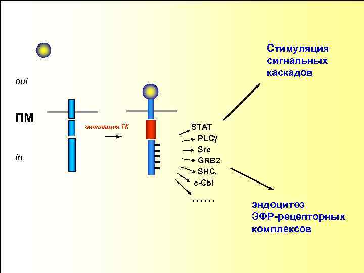 Стимуляция сигнальных каскадов out ПМ in активация ТК STAT PLCg Src GRB 2 SHC,