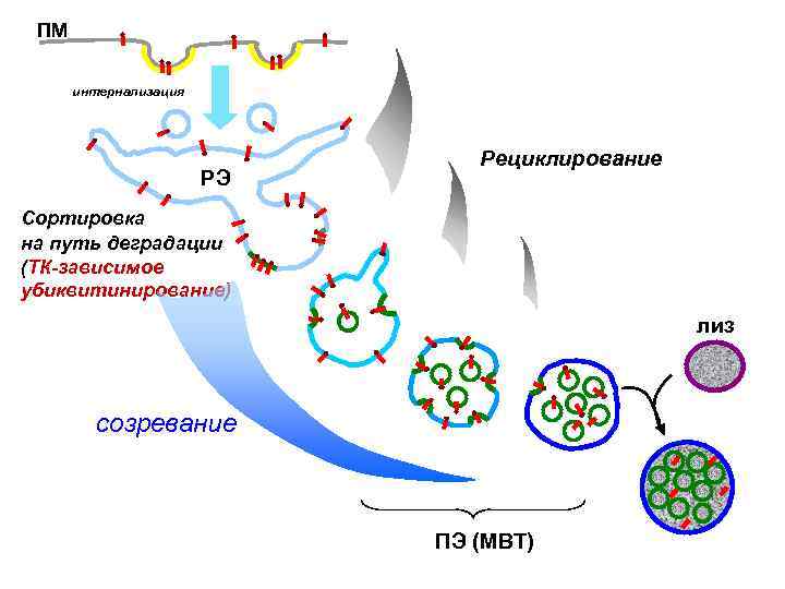 ПМ интернализация РЭ Рециклирование Сортировка на путь деградации (ТК-зависимое убиквитинирование) лиз созревание ПЭ (МВТ)