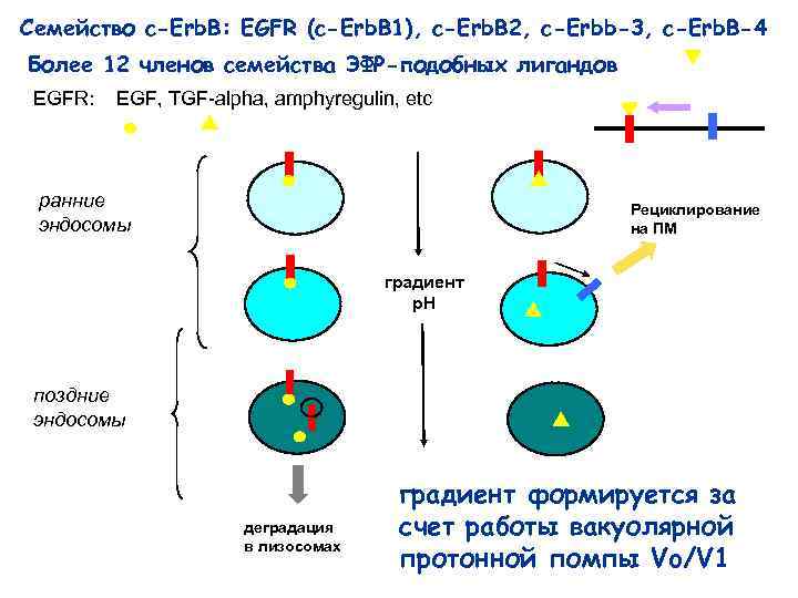 Семейство c-Erb. B: EGFR (c-Erb. B 1), c-Erb. B 2, c-Erbb-3, c-Erb. B-4 Более