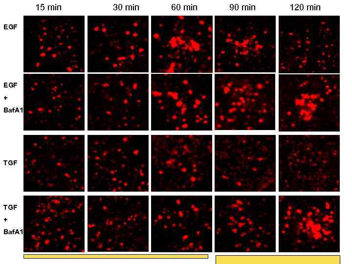 15 min EGF + Baf. A 1 TGF + Baf. A 1 30 min
