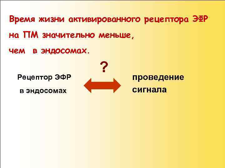 Время жизни активированного рецептора ЭФР на ПМ значительно меньше, чем в эндосомах. Рецептор ЭФР