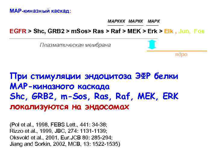 MAP-киназный каскад: МАРККК МАРК EGFR > Shc, GRB 2 > m. Sos> Ras >