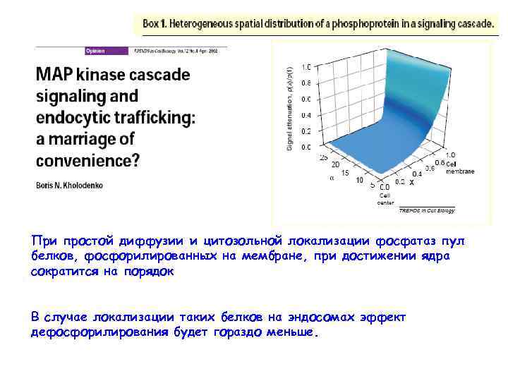 При простой диффузии и цитозольной локализации фосфатаз пул белков, фосфорилированных на мембране, при достижении