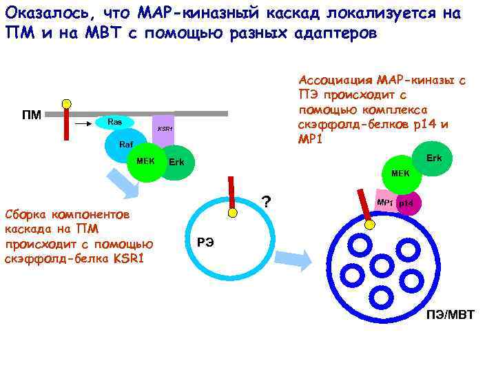 Оказалось, что МАР-киназный каскад локализуется на ПМ и на МВТ с помощью разных адаптеров